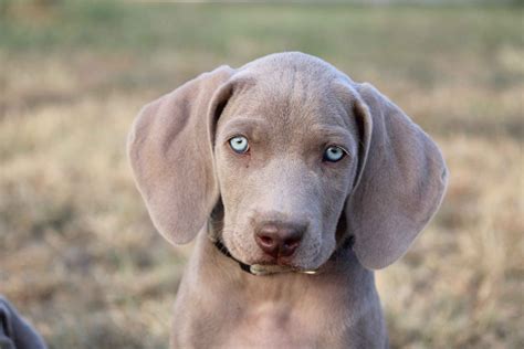 25 cute Weimaraner puppies for sale .